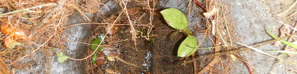 排水枡が木の根でつまっている