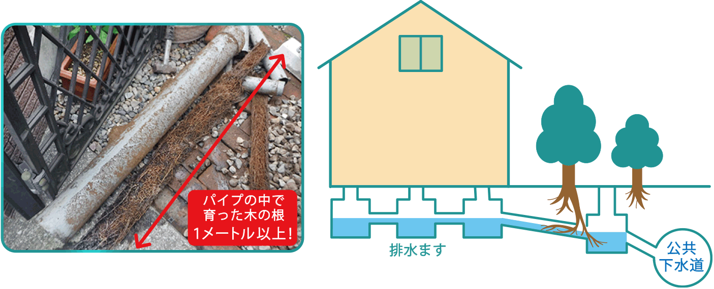 排水トラブル！排水マスに木の根が入り込む