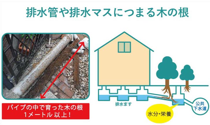 排水管や排水マスにつまる木の根