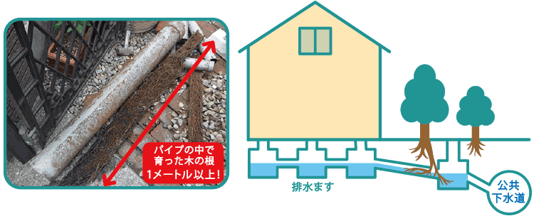 排水管や排水マスに木の根が入り込む
