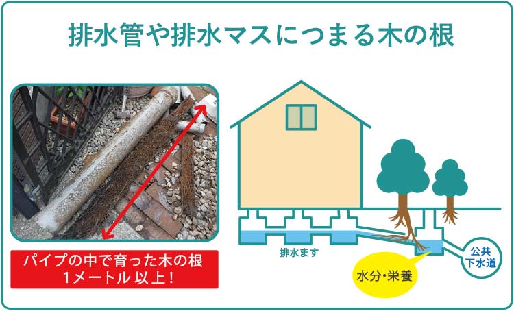 排水管や排水マスにつまる木の根