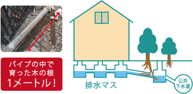 排水管の中で育った木の根1メートル!